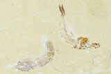 Cretaceous Fossil Fish (Gaudryella) and Shrimp - Lebanon #162794-1